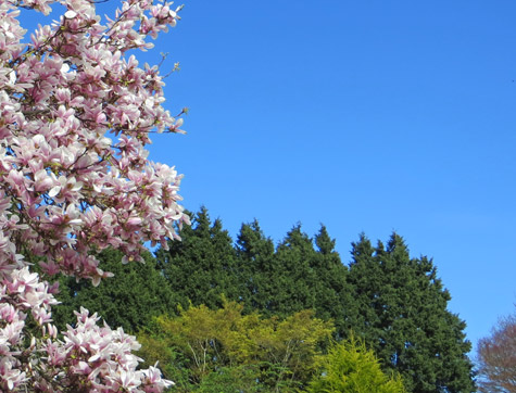 Spring Blossoms in the Okanagan