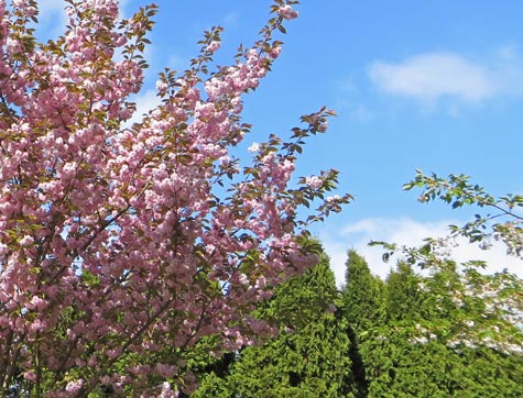 Spring Blossoms, Vancouver BC